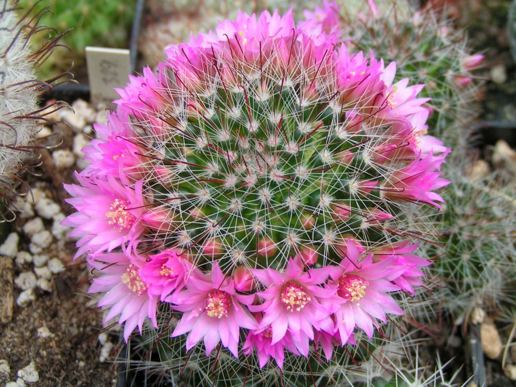 Mammillaria zeilmanniana